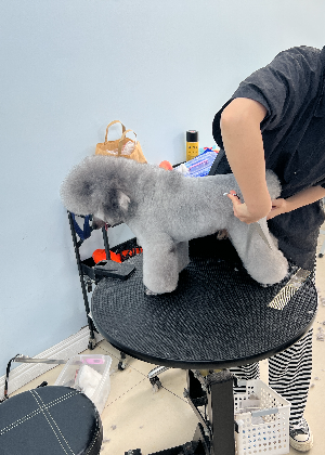 杭州阿卡宠物美容培训机构