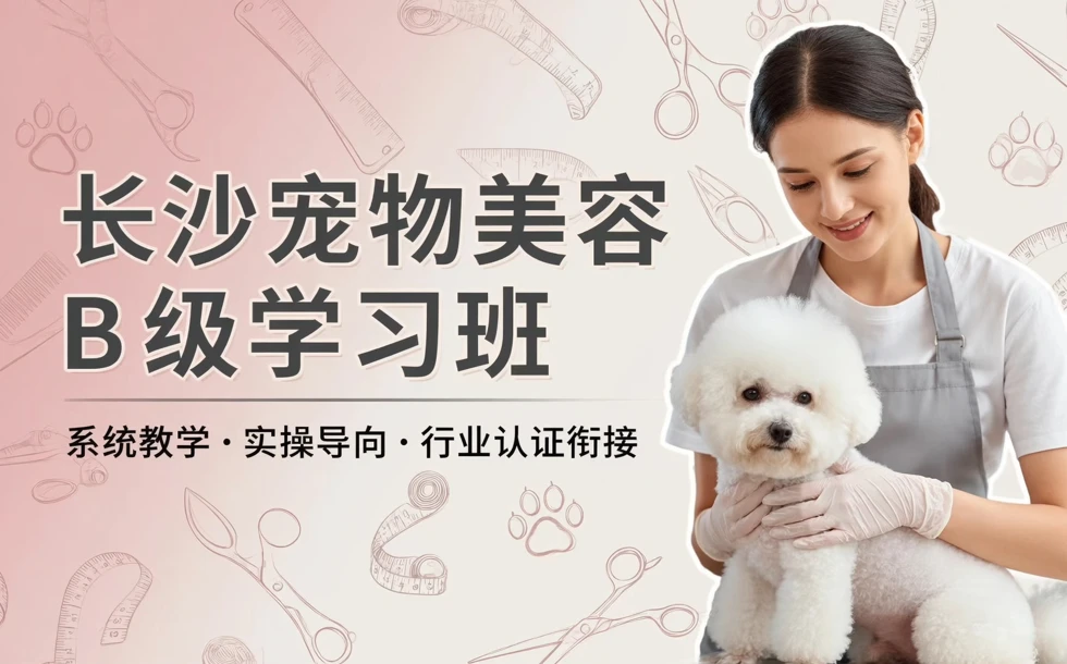 长沙宠物美容B级学习班
