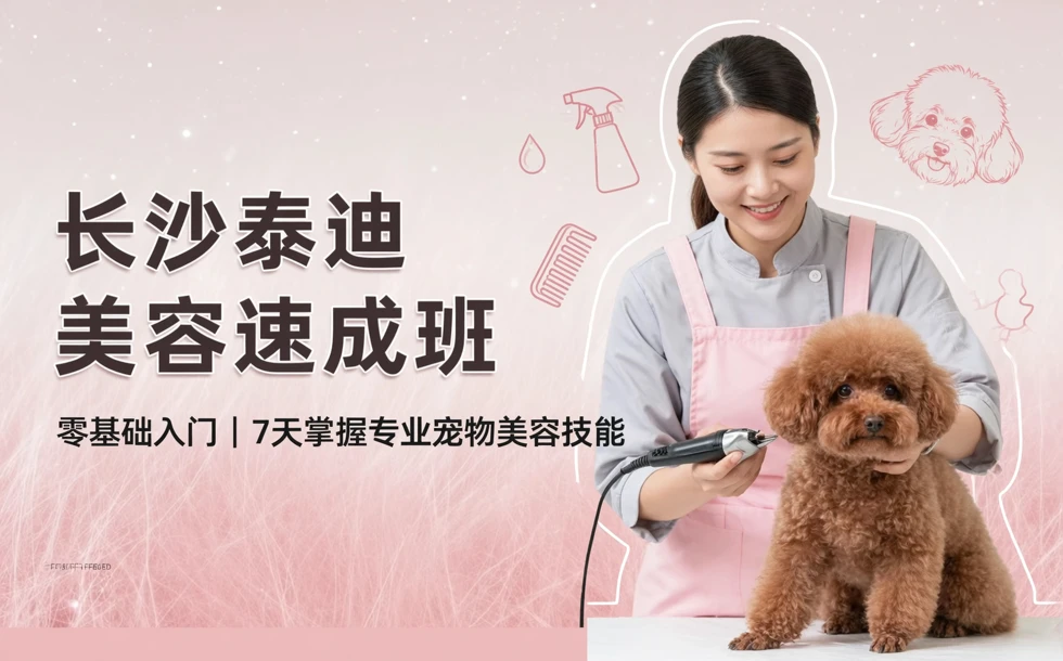 长沙泰迪美容速成班