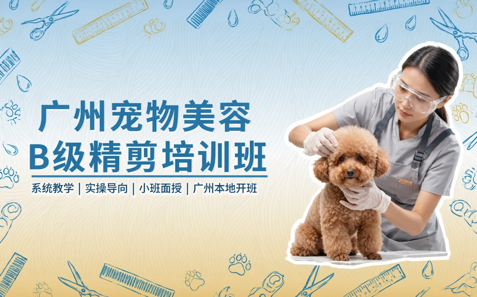 广州宠物美容B级精剪培训班