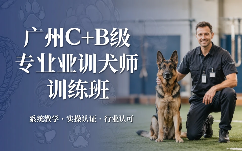 广州C+B级专业训犬师训练班