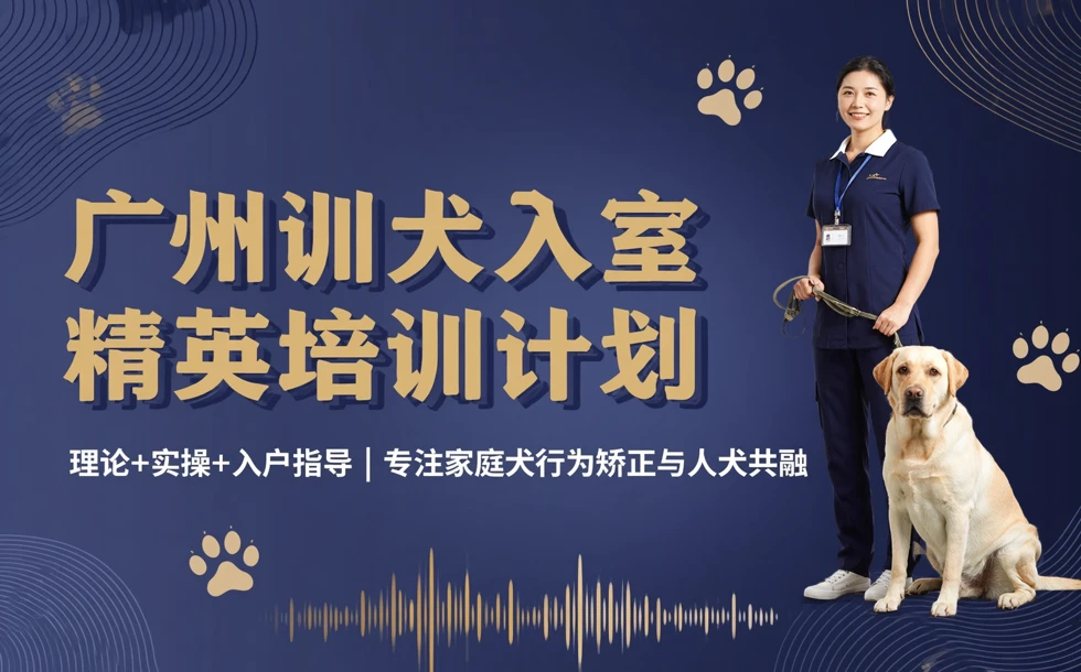 广州训犬入室精英培训计划