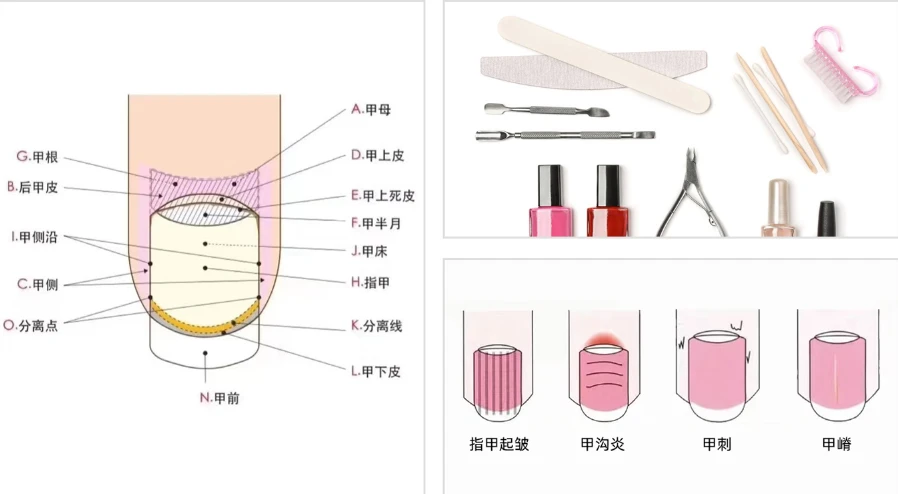 美甲理论知识体系.png
