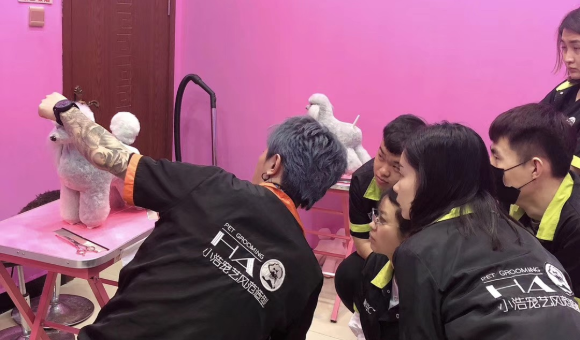 鞍山小浩宠艺国际宠美造型培训中心课程如何？招生课程体系全解析！