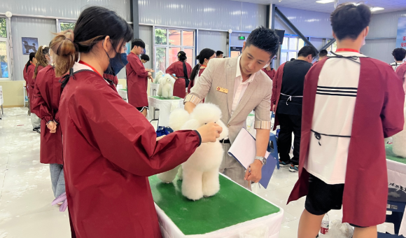 上海派霏尔宠物美容培训机构联系电话是什么？联系方式+交通方式一览！