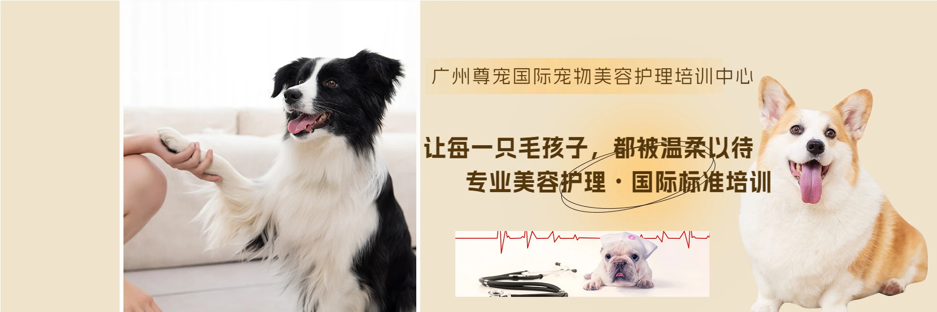 广州尊宠国际宠物美容护理培训中心