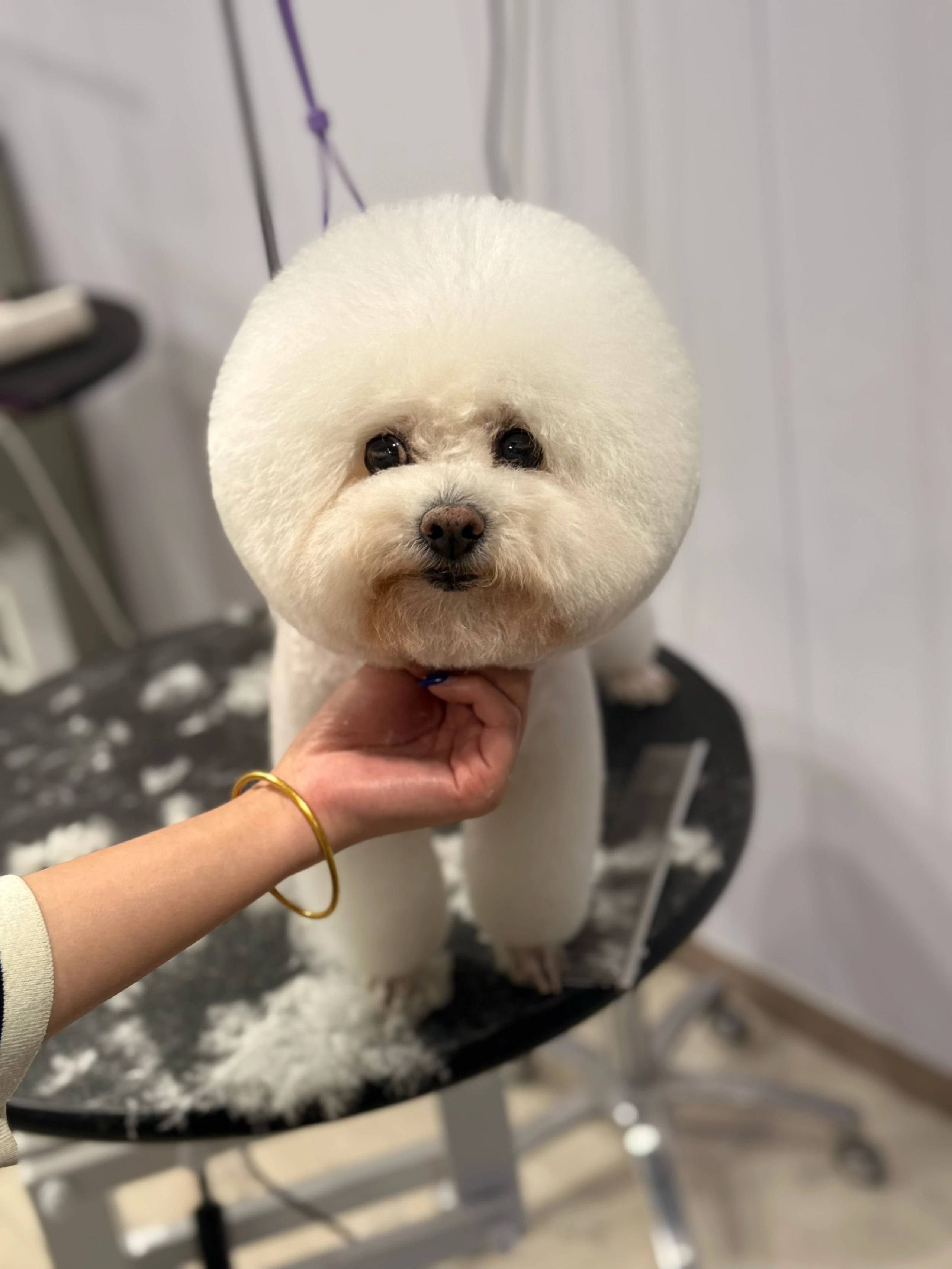 比熊圆蓬头