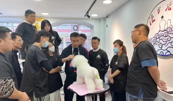 长春漫步宠物美容中心课程有哪些？附课程体系详解！